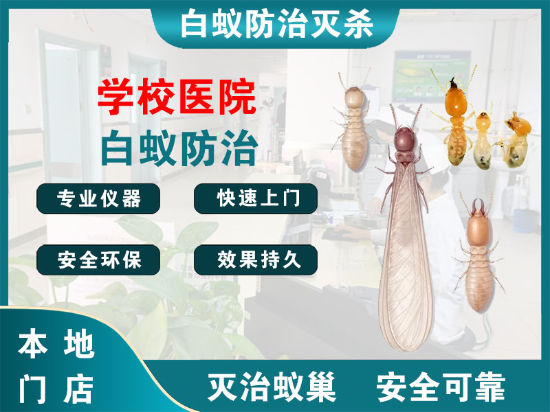 天宁区学校医院白蚁防治