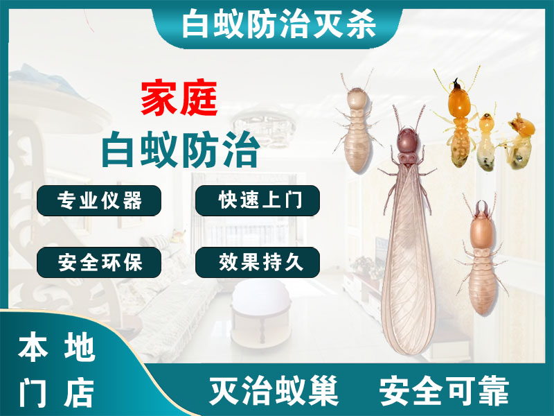天宁区家庭白蚁防治